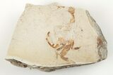 Miocene Pea Crab (Pinnixa) Fossil - California #205078-1